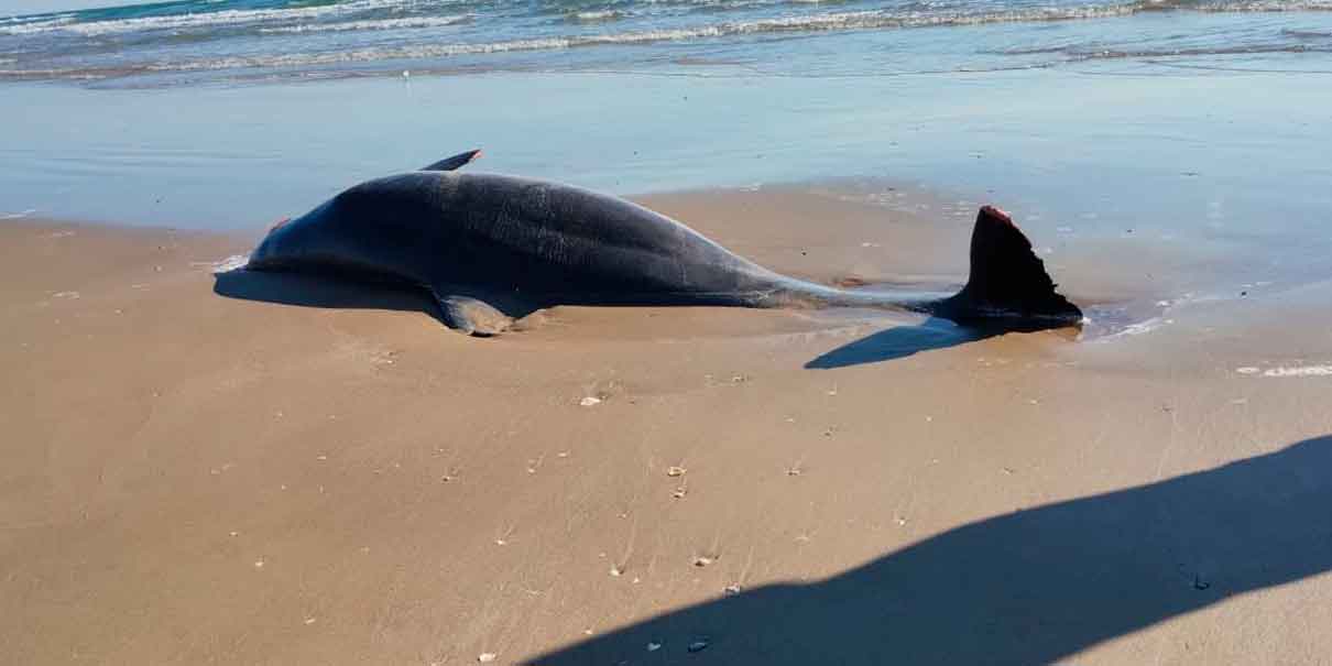 Basura espacial del cohete  Starship de Space X causa muerte de delfines en Tamaulipas 