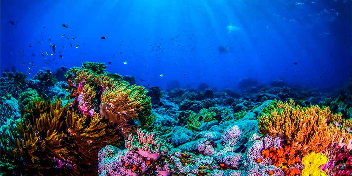 Qué hacer en el Parque Nacional Sistema Arrecifal Veracruzano y por qué es único en México