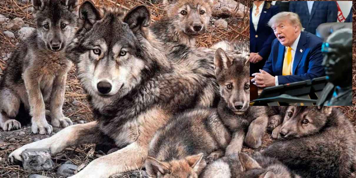 Solo quedan 367 lobos gris mexicanos y Trump firma permiso para que ganaderos les disparen