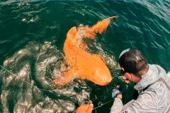 Descubren en Costa Rica un raro tiburón nodriza naranja