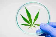 Revelan beneficios médicos del CANNABIS y alerta sobre riesgos crecientes