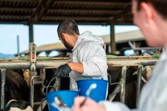 Virus Shamonda: qué es, cómo se transmite y qué riesgo hay en México