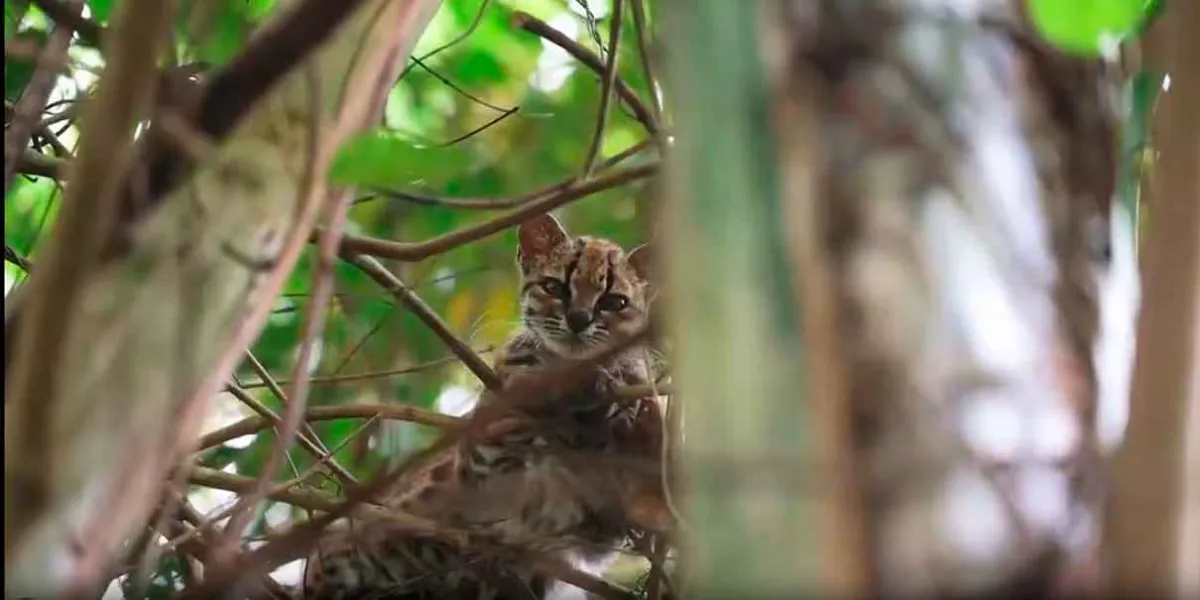 El gato 'Tilcayo' de Bolivia que resultó ser una nueva especie