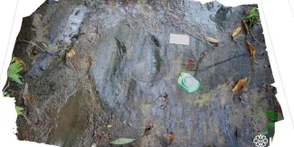 INAH confirma hallazgo de 50 huellas de dinosaurios en Michoacán