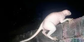 Jaime Maussan halla extraña criatura en Chihuahua; la población lo relaciona con el chupacabras. VIDEO