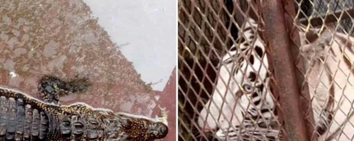 Aseguran un tigre de Bengala y un cocodrilo en un autolavado de Ciudad Juárez