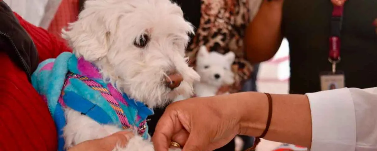   Senado avala nueva Ley de Bienestar Animal; esto cambiaría para tutores