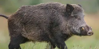 Persona muere en boca de gitanesco Jabalí de 300 kilos    