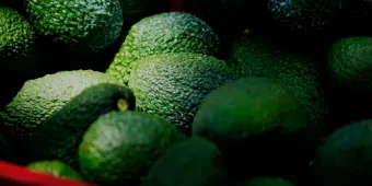 La avaricia por el aguacate está destruyendo el bosque de Michoacán 